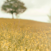 Field of yellow flowers. Academic coaching blog image.