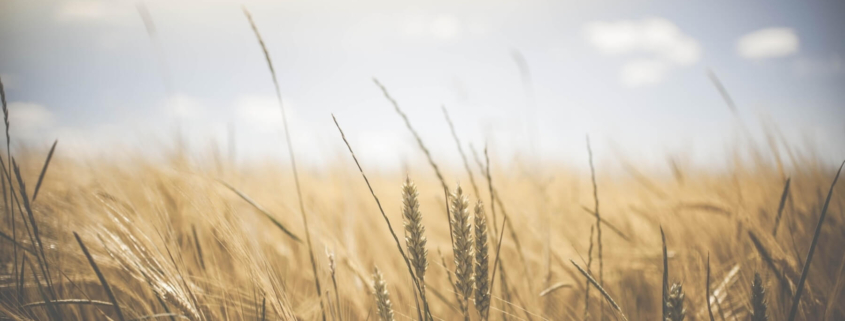 field of wheat calm for moms in therapy