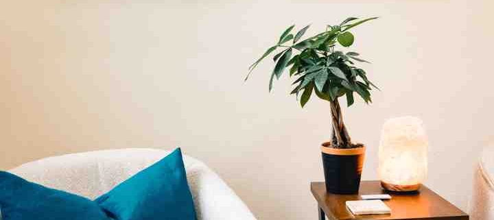 career advisor for adults*